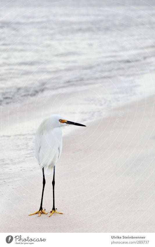 Whiteness II Environment Nature Animal Sand Water Spring Bad weather Waves Ocean Atlantic Ocean Wild animal Bird Little Egret Stride bird Heron 1 Observe