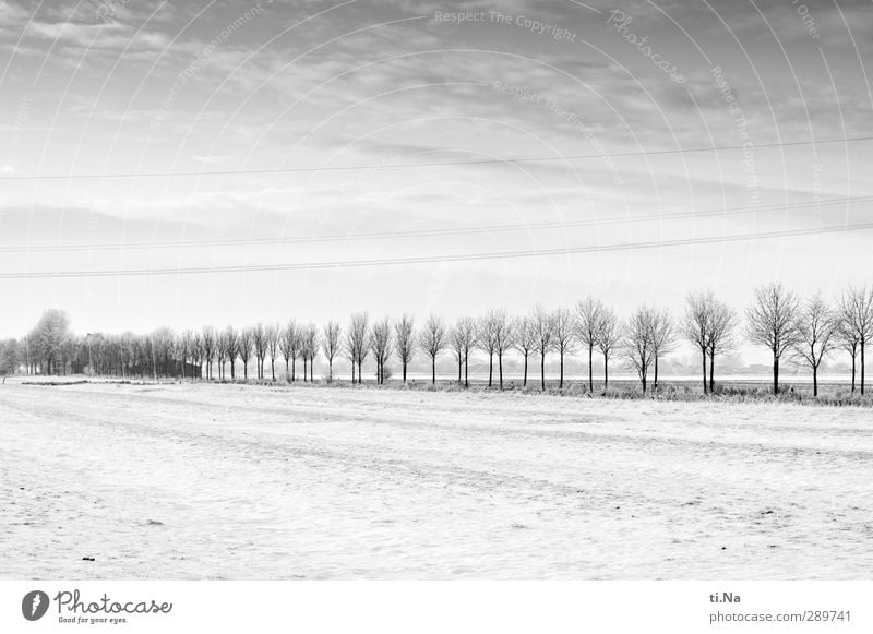 Glædelig Jul! Landscape Winter Ice Frost Snow Tree Freeze Cold Gray Black Silver White Black & white photo Exterior shot Copy Space top Copy Space bottom Light