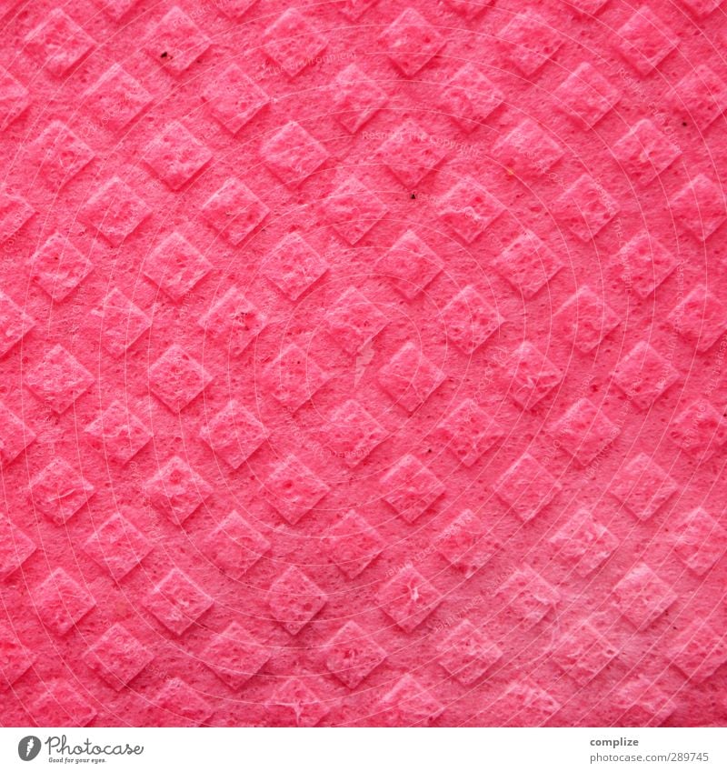 sow Workplace Kitchen Mother Adults Sex Juicy Clean Pink Sponge Floor cloth Colour photo