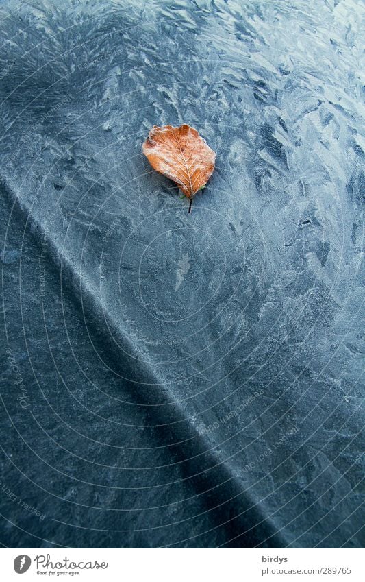 freezing Winter Ice Frost Leaf Car Hood Frostwork Pattern Freeze Esthetic Cold Beautiful Bizarre Climate Change Contrast Line Autumn leaves 1 Colour photo