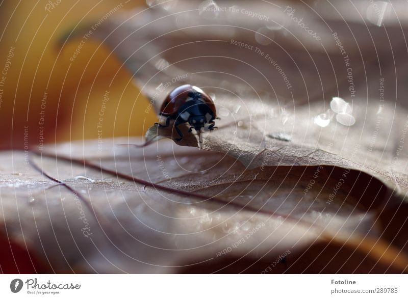 A lot of ladybirds... Environment Nature Plant Animal Elements Water Drops of water Autumn Leaf Beetle 1 Bright Near Wet Natural Brown Red Black Ladybird Insect