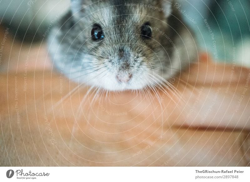 hamsters Animal Pet 1 Yellow Gray Black Silver Hamster Cute Rodent Nose Eyes Hand Stop Caress Interior shot Deserted Day Animal portrait