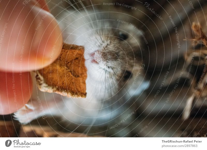 hamsters Animal Pet 1 Brown Gray Orange Black Silver Hamster Caress Stop Feeding Eating Appetite Hand Nose Pelt Colour photo Interior shot Deserted