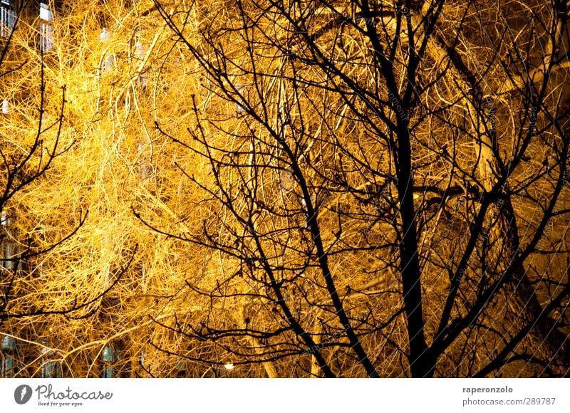 Bush fire? Environment Nature Garden Park Outskirts Illuminate Dark Bright Warmth Brown Tree Winter Branch Twigs and branches Shadow Shadow play Silhouette