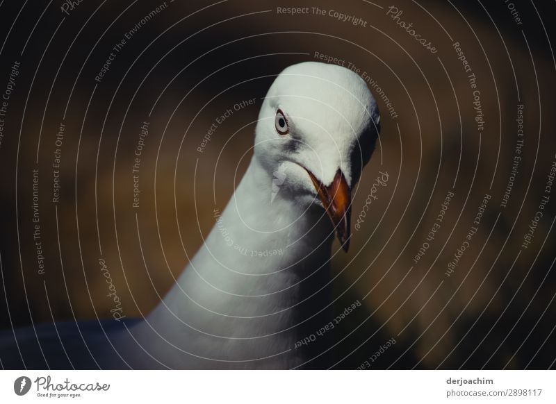 Curious, a seagull looks at the observer. Only the head and the neck are visible. The background is brown. Swimming & Bathing Summer Beautiful weather Beach