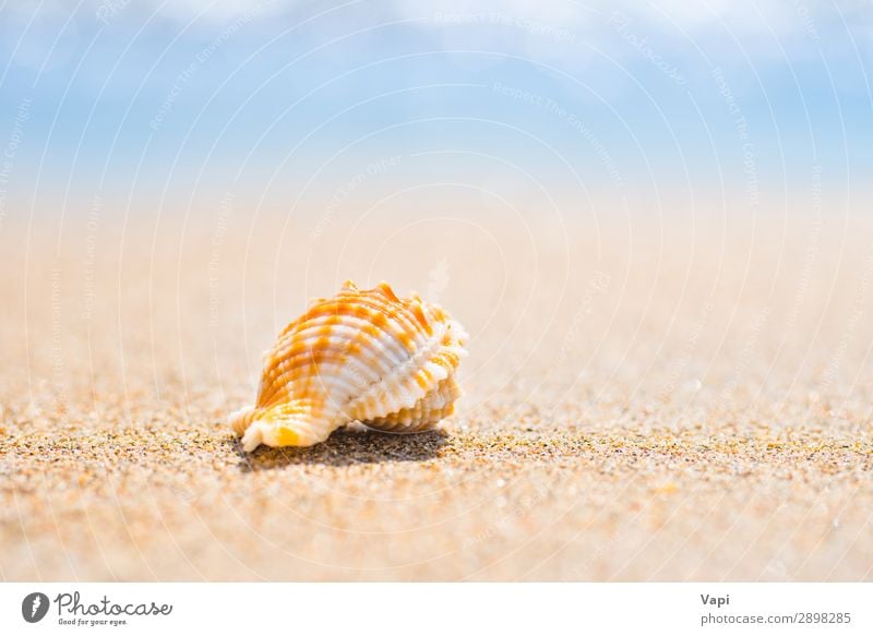 Macro shot of shell at sand beach Lifestyle Beautiful Relaxation Leisure and hobbies Vacation & Travel Tourism Trip Adventure Summer Sun Beach Ocean Island