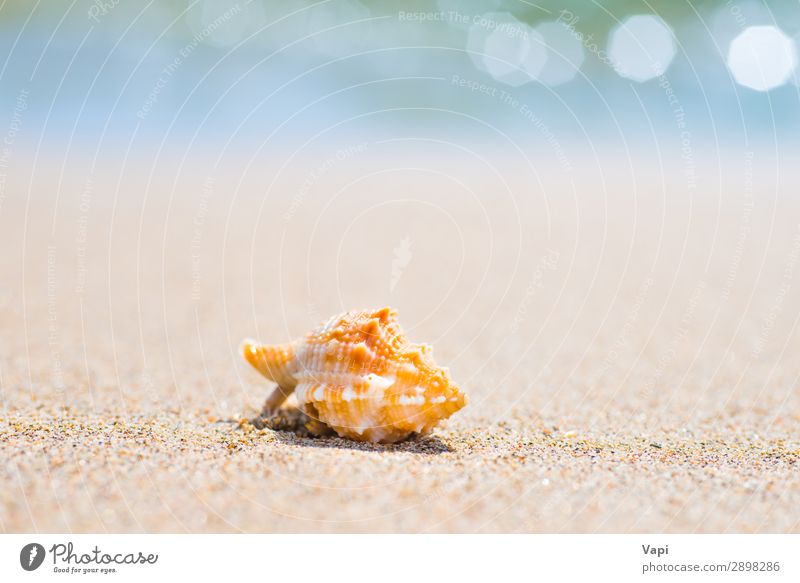 Macro shot of shell at sand beach Lifestyle Beautiful Relaxation Leisure and hobbies Vacation & Travel Tourism Trip Adventure Summer Summer vacation Sun Beach