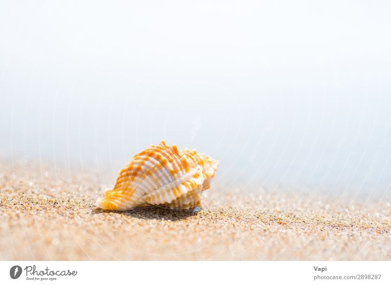 Macro shot of shell at sand beach Lifestyle Beautiful Relaxation Leisure and hobbies Vacation & Travel Tourism Trip Adventure Summer Summer vacation Sun Beach