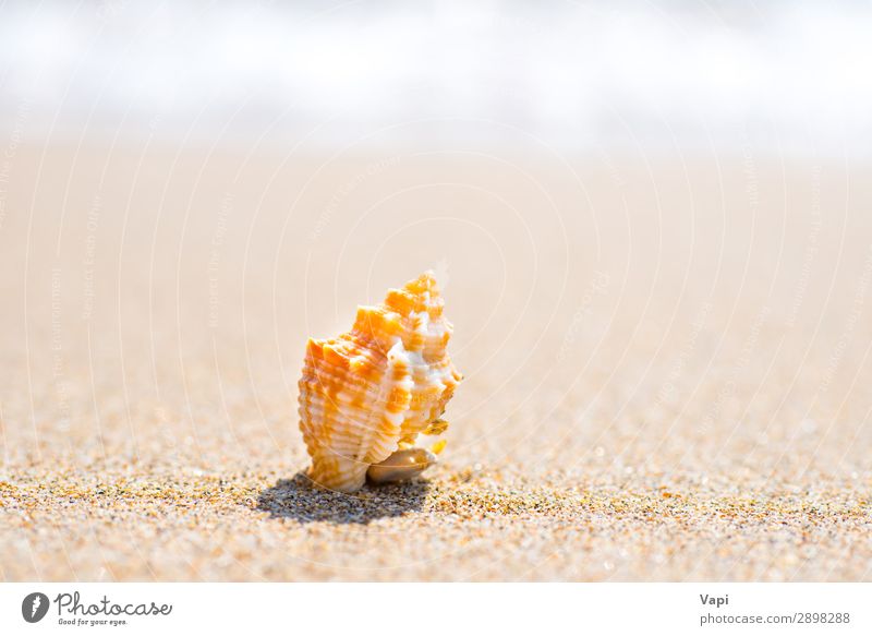 Macro shot of shell at sand beach Beautiful Relaxation Leisure and hobbies Vacation & Travel Tourism Trip Adventure Freedom Summer Summer vacation Beach Ocean