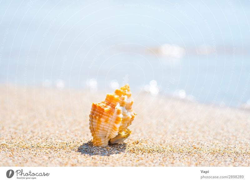 Macro shot of shell at sand beach Lifestyle Beautiful Relaxation Leisure and hobbies Vacation & Travel Tourism Trip Adventure Freedom Summer Summer vacation