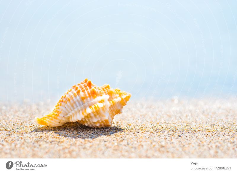 Macro shot of shell at sand beach Beautiful Relaxation Spa Leisure and hobbies Vacation & Travel Tourism Trip Adventure Summer Summer vacation Beach Ocean