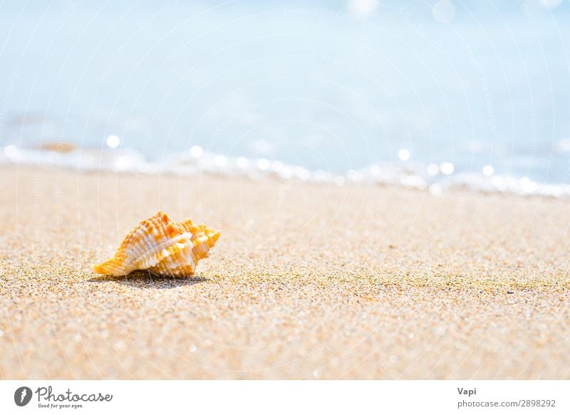 Macro shot of shell at sand beach Beautiful Relaxation Leisure and hobbies Vacation & Travel Tourism Trip Adventure Summer Summer vacation Beach Ocean Island