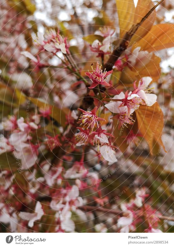 blossoms Vacation & Travel Tourism Easter Agriculture Forestry Nature Spring Plant Tree Bushes Leaf Blossom Park Blossoming Esthetic Orange Moody Colour photo