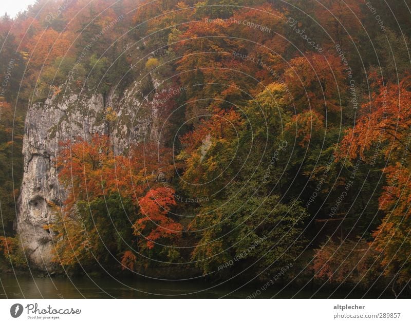 Autumnal play of colours Nature Animal Fog Tree Leaf Rock River bank Danube Multicoloured Colour Autumn leaves Deciduous forest Splendid Colour photo