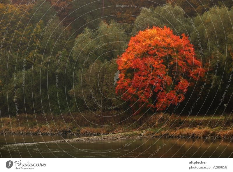 Tree glow on the banks of the Danube Nature Plant Autumn Weather River bank Green Orange Red Environment Autumn leaves Autumnal Maple tree Treetop Colour photo