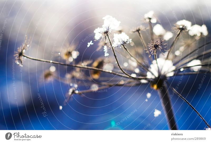 when the snow falls Environment Nature Winter Snow Snowfall Plant Blue White Idyll Cold Complex Ease Calm Colour photo Exterior shot Morning Day Light Shadow