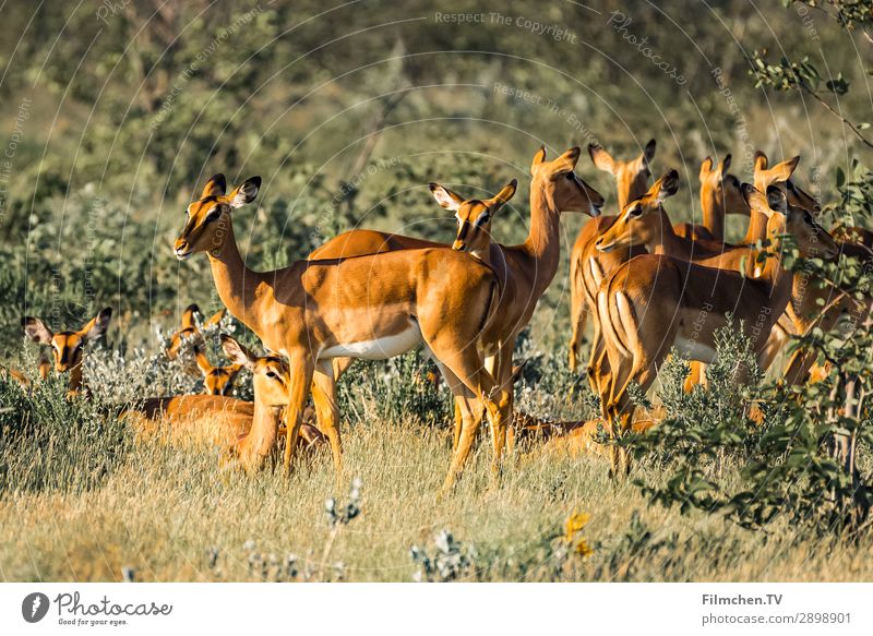 Springbok Herd Animal Wild animal springboks Group of animals Environment Africa Etosha pan Namibia travel Colour photo Exterior shot Deserted Morning