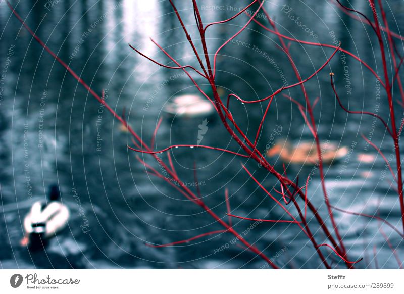 at the duck pond in December Duck pond Pond differently December light Bushes Body of water twigs Domestic ducks Sparse Rain Leafless Blue Wet Bushy Vessel