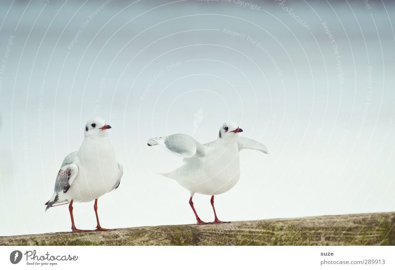 I'll get out of here. Environment Nature Elements Air Sky Cloudless sky Winter Animal Wild animal Bird 2 Pair of animals Bright Cold Small Cute White Seagull