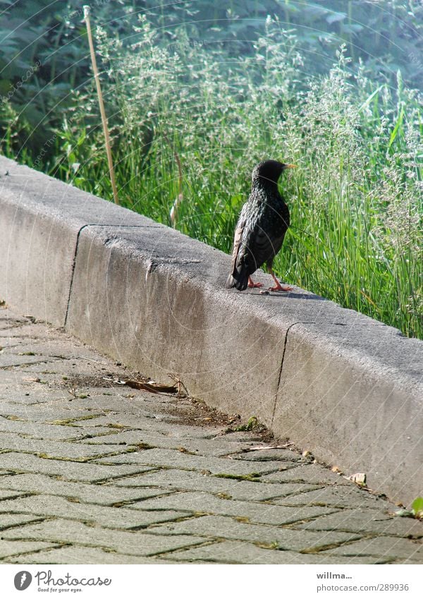 The star gathers before his big performance Starling Bird Meadow Curbside Migratory bird Airs and graces