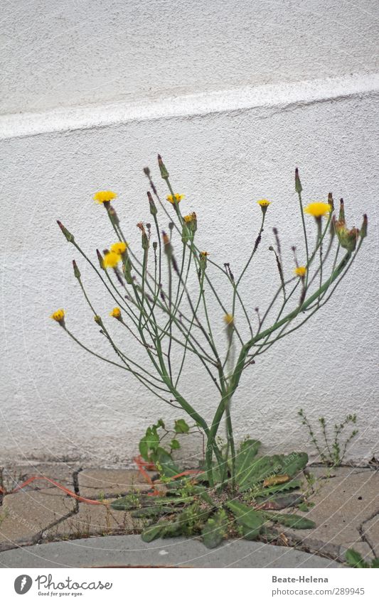 Concrete bloomers ! trash! Nature Plant Flower Wall (barrier) Wall (building) Facade Stone Blossoming Growth Exceptional Yellow Green White Relaxation eye width