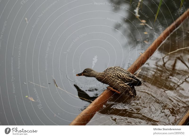 Leaving the sinking ship Nature Autumn Fog Bog Marsh Lake spring lake Animal Wild animal Duck Mallard 1 Observe Looking Stand Wet Natural Brown Dugout