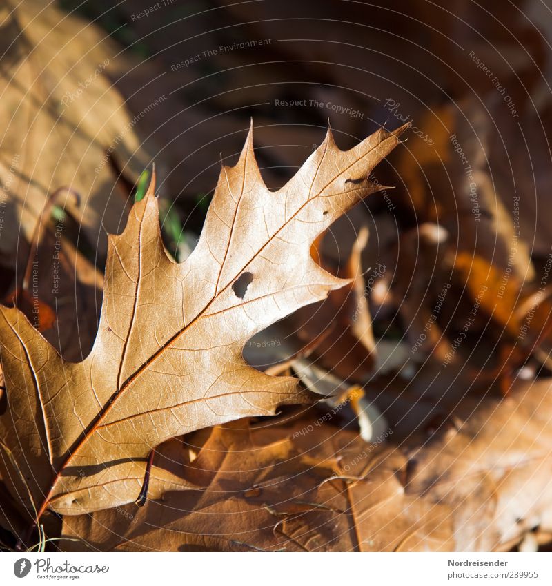 Trash! Red oak! Nature Plant Autumn Forest Warmth Brown Orange Fragrance Calm Decline Transience Oak leaf red oak Autumn leaves Autumnal colours Colour photo