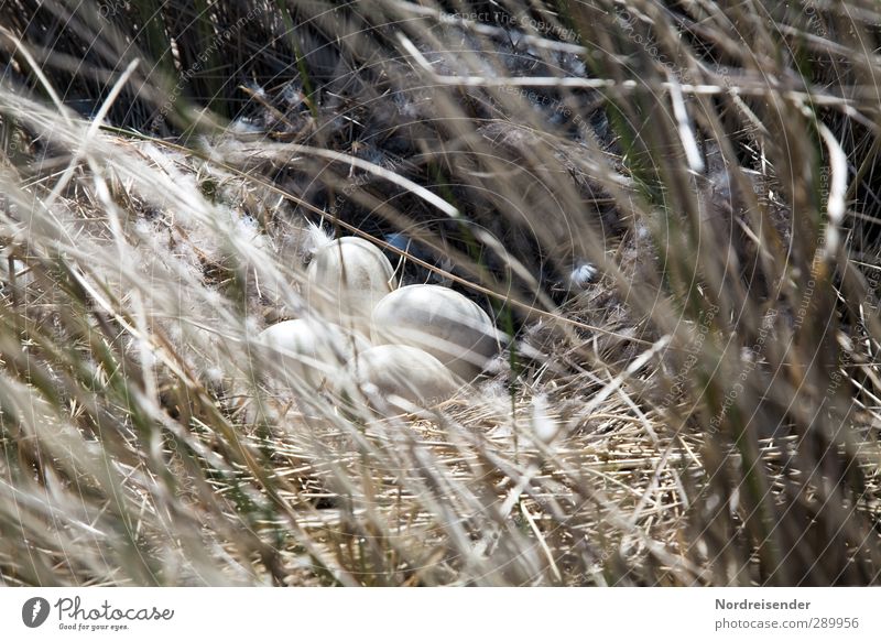 Trash! Eggs have... Nature Plant Animal Spring Grass Observe Cuddly Dry Warmth Soft Beginning Discover Perspective Nest Love and security Eyrie Parental care