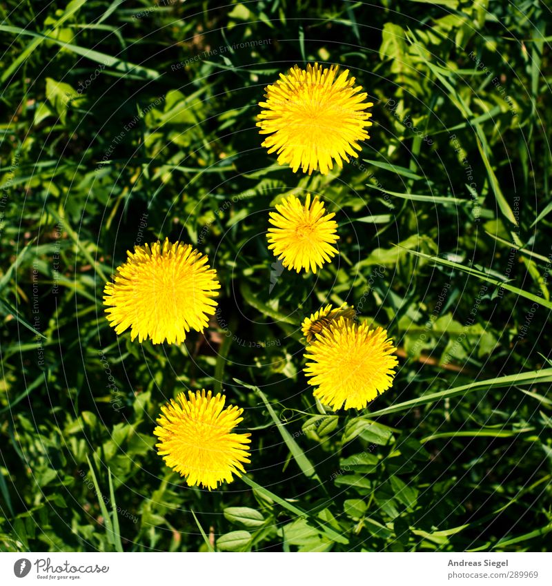 2:3 Environment Nature Landscape Plant Spring Blossom Wild plant Dandelion Garden Meadow Fresh Yellow Green Beginning Arrangement Environmental protection