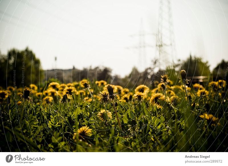 Heading the sun Environment Nature Landscape Plant Spring Beautiful weather Grass Dandelion Dandelion field Meadow Bright Yellow Green Colour photo