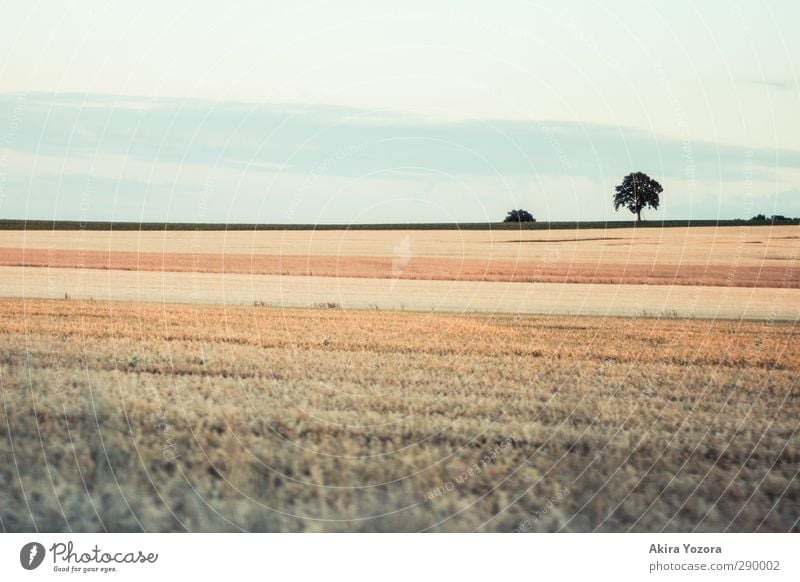 On the edge of the world Field Landscape Nature Tree Sky Blue Green Orange Brown