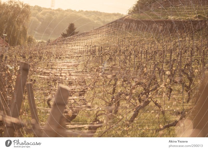 wine landscape Vine Wine Fence post Landscape Tree Wine growing Work and employment Nature