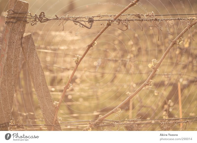 Wine flourishes! Vine Wine growing Work and employment Nature Fence Green Brown Leaf bud