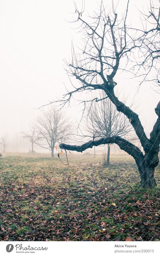 Tristheit of autumn Autumn Fog Nature Landscape Meadow Tree Green Black Brown Orange