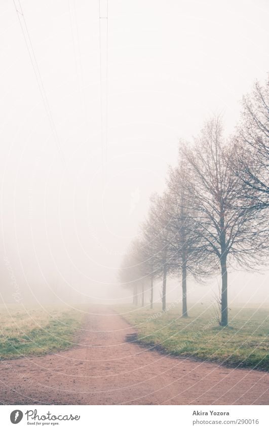 Somewhere in nowhere Nature Landscape Tree Fog Meadow off Autumn