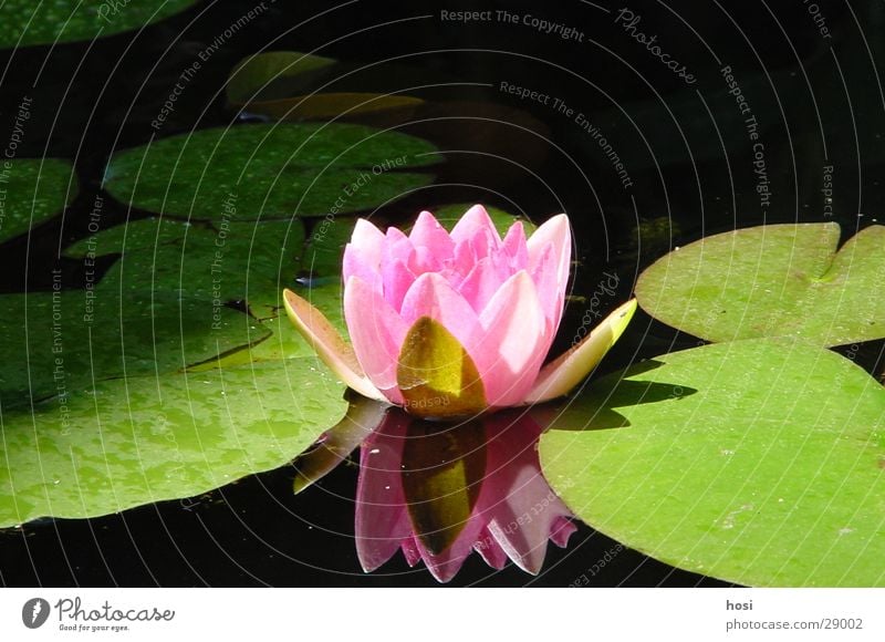 searosis Rose Water lily Pond Blossom