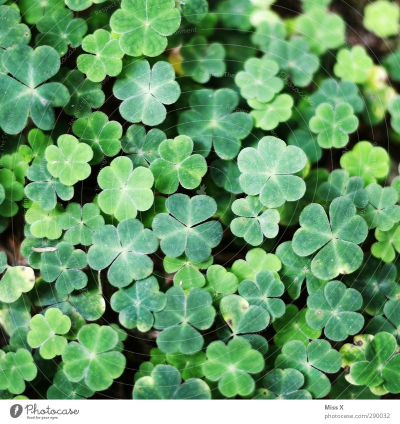 The Beck family wishes you a Happy New Year Plant Leaf Forest Green Cloverleaf Colour photo Exterior shot Close-up Pattern Deserted Bird's-eye view