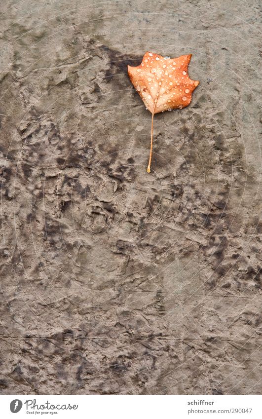 Do you have to? | The tide has turned Plant Autumn Leaf River bank Bog Marsh Dirty Brown Gray Mud Autumn leaves Damp Drops of water Arrangement