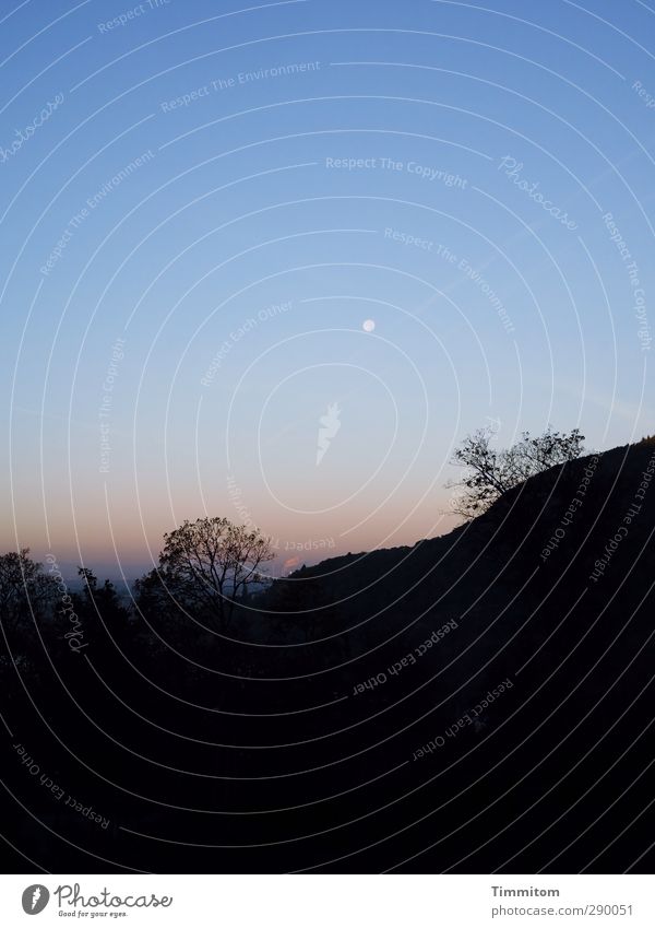 Heidelberg Moon Environment Nature Sky Autumn Tree Hill Looking Esthetic Simple Blue Pink Black Emotions Dream Hope Colour photo Subdued colour Exterior shot