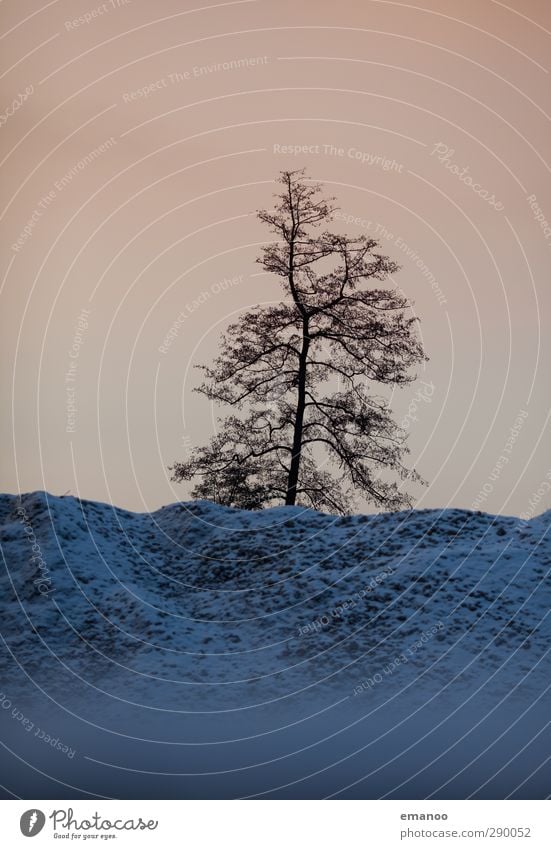 winter tree Environment Nature Sky Winter Climate Weather Snow Plant Tree Hill Rock Mountain Peak Snowcapped peak Dark Cold Blue Deciduous tree Tree trunk