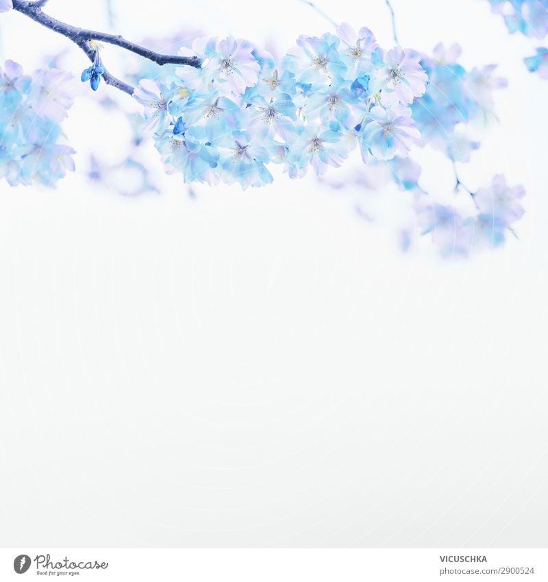 Blue spring blossom on white background Lifestyle Design Nature Plant Spring Summer Leaf Blossom Blossoming Soft Background picture Bud Bright background