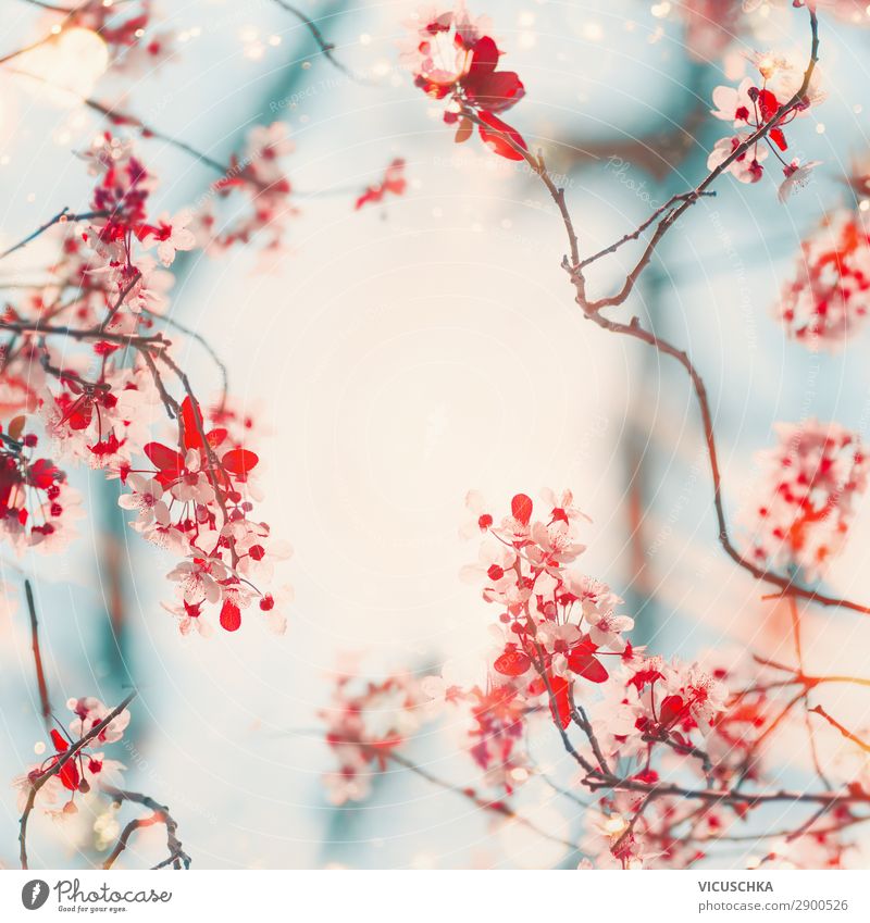 Nature background with beautiful cherry blossoms Design Summer Garden Plant Spring Flower Leaf Blossom Park Blossoming Pink Background picture Cherry blossom