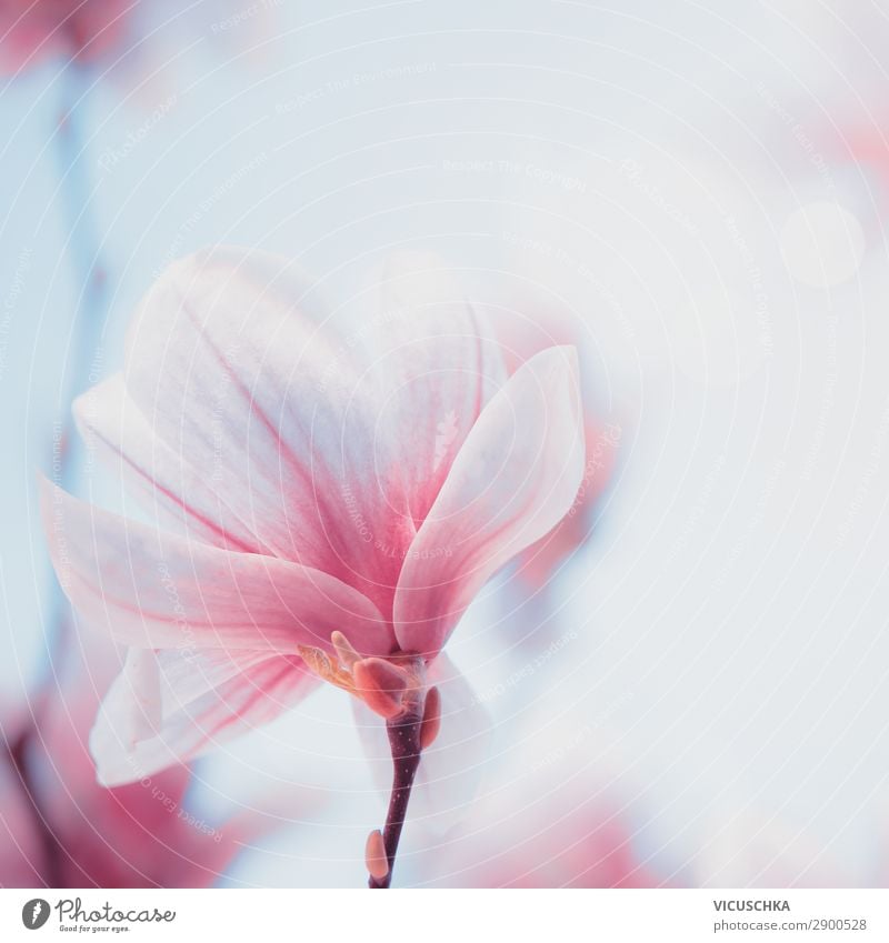 Close up of lovely magnolia bloom. Springtime blossom. Spring background close up springtime design bud botany delicate purple tree nature flower pink longevity