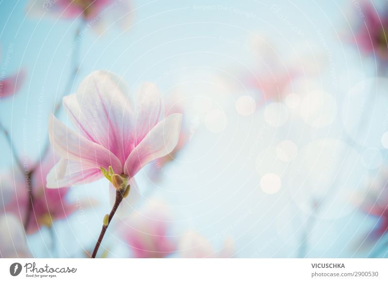 Magnolia blossom on blurred nature background Lifestyle Design Garden Nature Plant Spring Flower Leaf Blossom Park Pink Background picture Magnolia plants