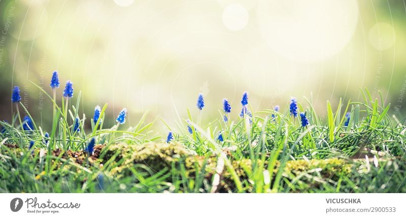 Wild hyacinths at sunlight on forest glade. Spring nature background. Springtime outdoor wild spring springtime flower grape garden color muscari natural plant