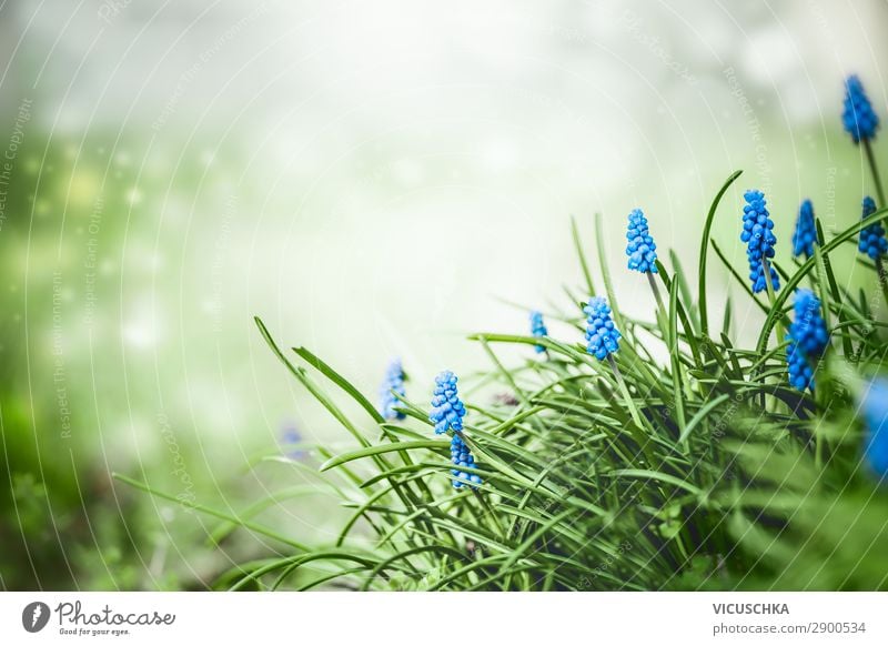 Pretty grape hyacinths flowers in the grass Style Summer Garden Nature Plant Spring Flower Park Design Background picture Muscari Hyacinthus Close-up