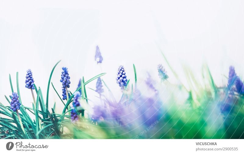 Wild grape hyacinths Design Garden Nature Plant Spring Beautiful weather Flower Blossom Jump pretty springtime Background picture Muscari Hyacinthus