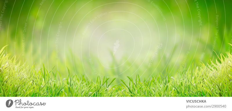 Background with green grass Lifestyle Design Summer Garden Nature Plant Spring Grass Park Meadow Flag Soft Background picture Grassland Grass green Green Lawn