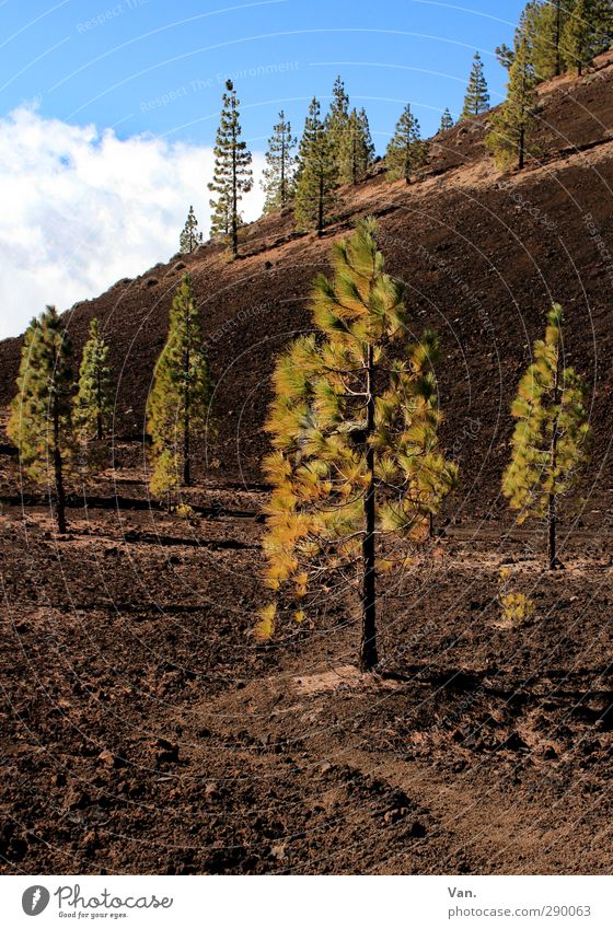 Pines "forest" Nature Landscape Plant Earth Sky Clouds Beautiful weather Tree Forest Hill Tenerife Brown Green Slope Colour photo Multicoloured Exterior shot