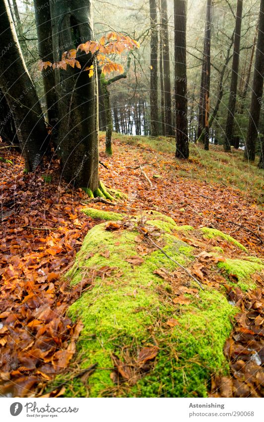 forest Environment Nature Landscape Plant Air Autumn Weather Tree Grass Bushes Moss Leaf Forest Hill Rock Stand Soft Green Red Black Tree trunk Stone Branch